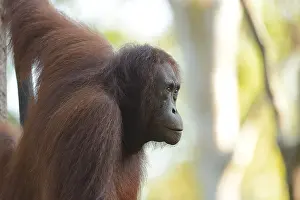 Pongo: Bornean Orangutan (Pongo pygmaeus) portrait, In