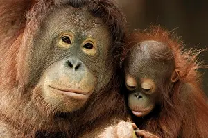 Orangutan: Bornean Orangutan (Pongo pygmaeus pygmaeus), female