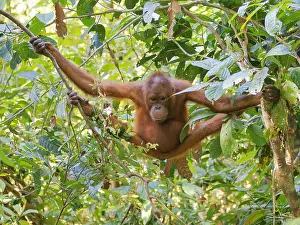 Pongo: Bornean Orangutan Pongo pygmaeus Sabah, Malaysi