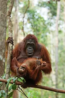 Orangutan: Bornean Orangutan (Pongo pygmaeus) with young at