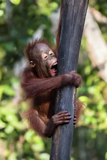 Pongo: Bornean orangutan (Pongo pygmaeus), young animal