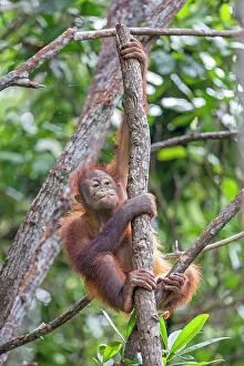 Rehabilitation: Bornean Orangutan young
