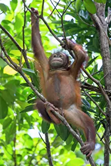 Rehabilitation: Bornean Orangutan young