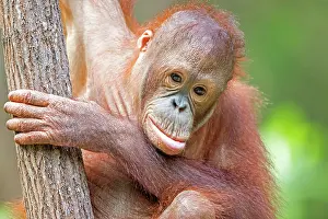 Rehabilitation: Bornean Orangutan young