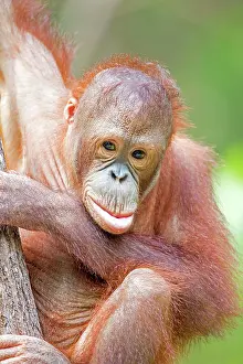 Rehabilitation: Bornean Orangutan young