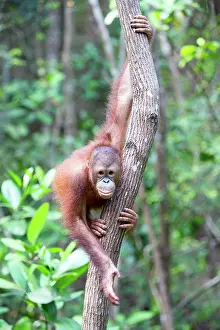Rehabilitation: Bornean Orangutan young