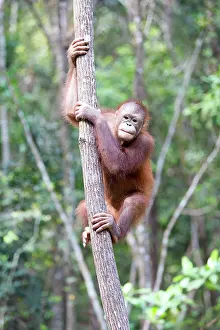 Rehabilitation: Bornean Orangutan young