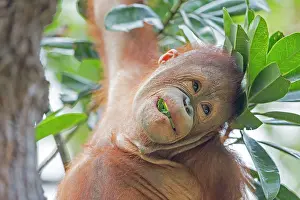 Rehabilitation: Bornean Orangutan young feeding