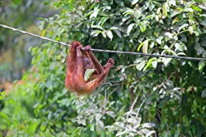 Rehabilitation: Bornean Orangutan young hanging from rope
