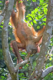 Rehabilitation: Bornean Orangutan young hanging upside down