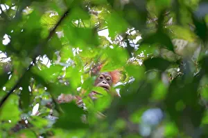 Orangutans: Bornean Orangutan young seen through leaves