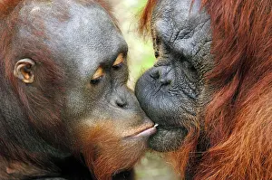 Pongo: Bornean orangutans (Pongo pygmaeus pygmaeus)