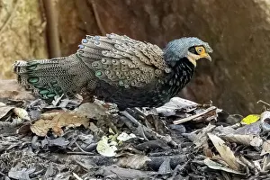 Peacock: Bornean peacock-pheasant