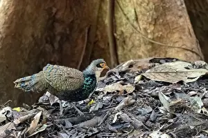 Peacock: Bornean peacock-pheasant