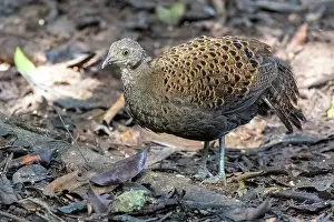 Peacock: Bornean peacock-pheasant