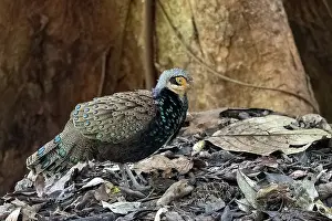 Peacock: Bornean peacock-pheasant