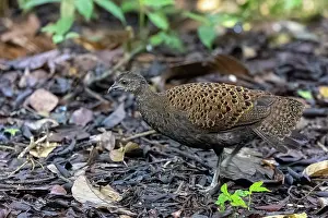 Peacock: Bornean peacock-pheasant