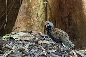 Peacock: Bornean peacock-pheasant