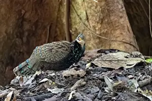 Peacock: Bornean peacock-pheasant