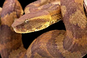 Trimeresurus: Bornean pit viper (Trimeresurus borneensis ), Borneo