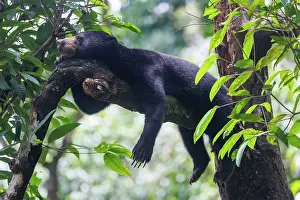 Information: Bornean Sun Bear
