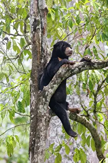 Information: Bornean Sun Bear