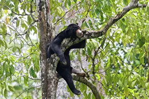 Information: Bornean Sun Bear