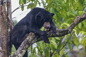 Information: Bornean Sun Bear