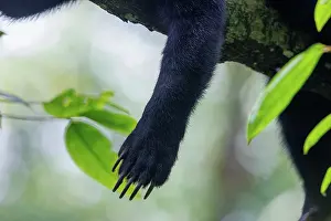 Information: Bornean Sun Bear