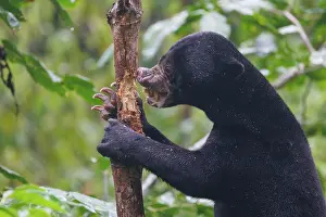 Sabah: Bornean Sun Bear