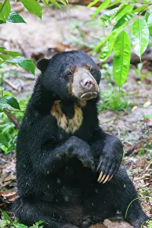 Sabah: Bornean Sun Bear