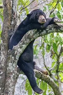 Sabah: Bornean Sun Bear