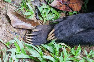 Sabah: Bornean Sun Bear