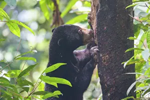 Sabah: Bornean Sun Bear