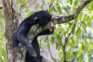 Sabah: Bornean Sun Bear