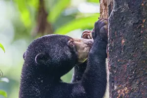 Sabah: Bornean Sun Bear