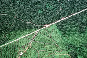 Palms: BORNEO - aerial of oil palm plantations & remnant