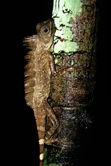 Gonocephalus: Borneo Anglehead Agamid