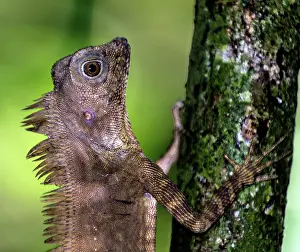 Gonocephalus: Borneo Anglehead Lizard / Borneo Forest Dragon on tree