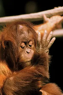 Orangutan: Borneo. Captive orangutan, or pongo pygmaeus