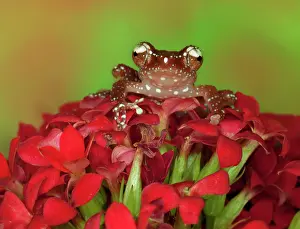 Cinnamon: Borneo. Close-up of Cinnamon Tree Frog on