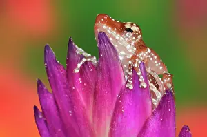 Cinnamon: Borneo. Close-up of Cinnamon Ttree Frog