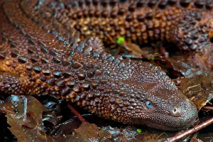 Brunei: Borneo earless monitor (Lanthanotus borneensis)