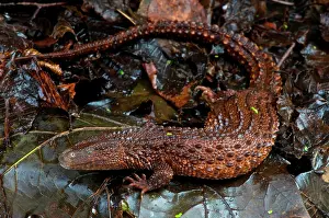 Brunei: Borneo earless monitor (Lanthanotus borneensis)