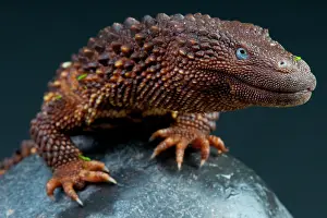 Brunei: Borneo earless monitor (Lanthanotus borneensis)