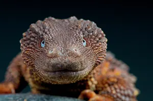 Brunei: Borneo earless monitor (Lanthanotus borneensis)