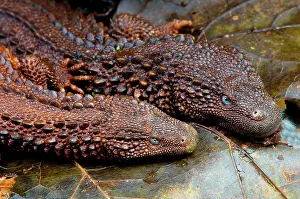 Brunei: Borneo earless monitor pair (Lanthanotus borneensis)