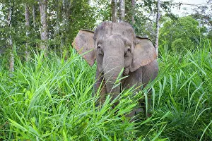 Borneensis: Borneo Elephant / Borneo Pygmy Elephant