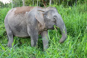 Borneensis: Borneo Elephant / Borneo Pygmy Elephant