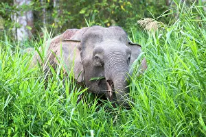 Borneensis: Borneo Elephant / Borneo Pygmy Elephant